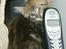 Maine Coon lykkekatte Olivia