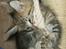 Maine Coon lykkekatte Olivia