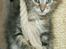 Maine Coon lykkekatte Olivia