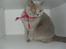 British Shorthair Wilfrida