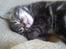 Huskat Alfred <3 Forsvundet :s