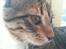 Huskat mizzy