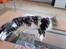 Maine Coon sisser *solgt* :(