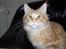 Maine Coon Dk. CaemsoCoon's Buddy Ho