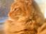 Maine Coon Joe the Bandit (Bandit) - 21/12 2010