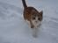 Huskat Joe - Joe er IKKE vild med sne :b