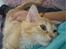 Maine Coon Bellami Solgt :(