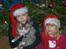Norsk Skovkat Monique (Død) - Moniques første jul og sidste jul med os :(