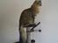 Maine Coon Gizmo