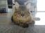 Maine Coon Gizmo