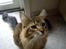 Maine Coon Gizmo