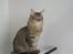 Maine Coon Gizmo
