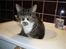Huskat Jerry *RIP* <3 