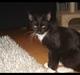 Huskat Batman (Bruce Wayne)