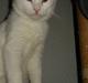 Blanding af racer Kitty