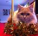 Maine Coon Venus P.