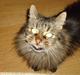 Maine Coon Lucky +1996-2014++