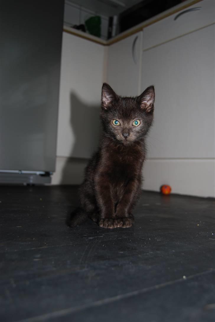 Huskat SILAS billede 5