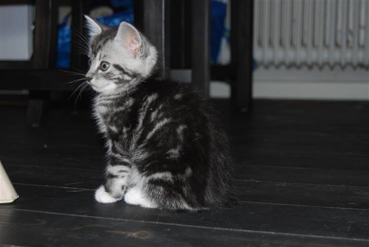 Huskat IRMA billede 1