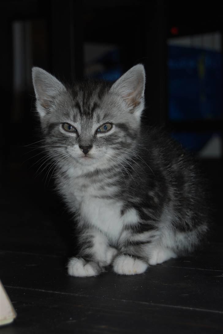 Huskat IRMA billede 2