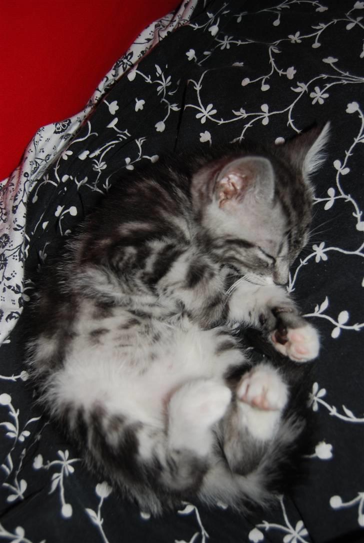 Huskat IRMA billede 3