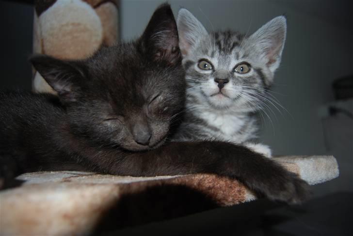 Huskat IRMA billede 4