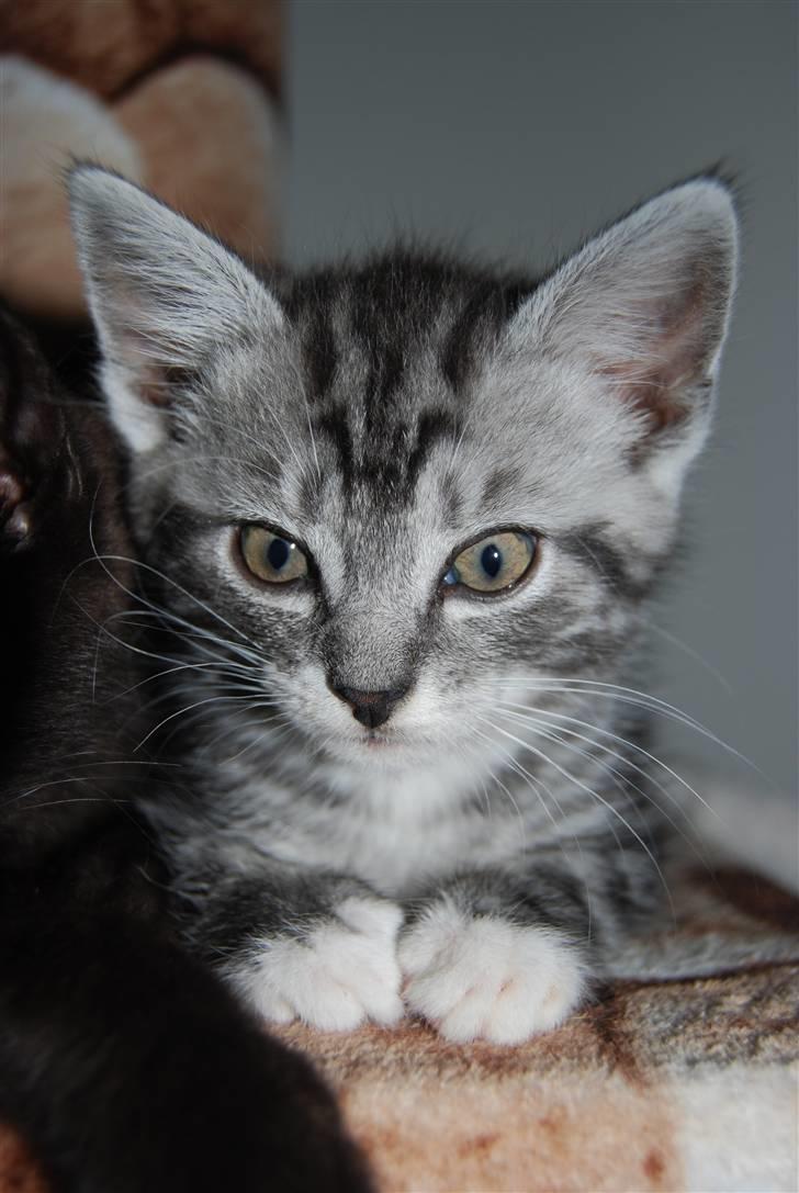 Huskat IRMA billede 5