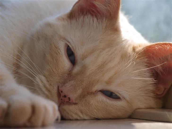 Huskat bino billede 1