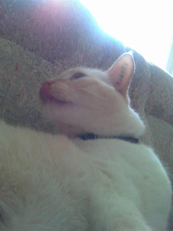 Huskat bino - bino der rækker tunge billede 2