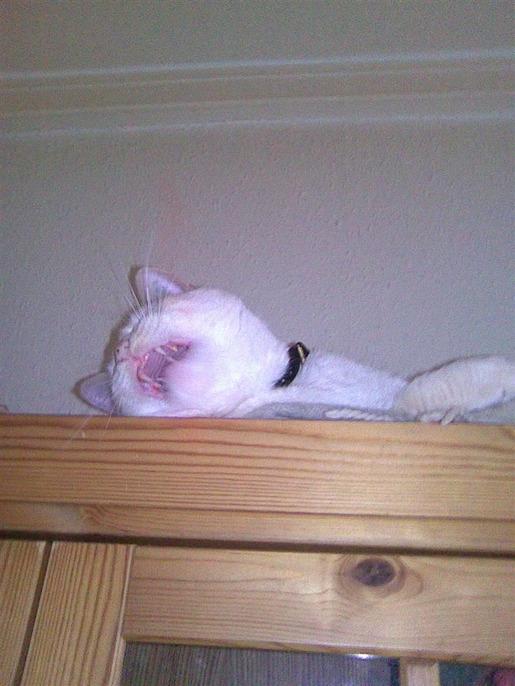 Huskat bino billede 3