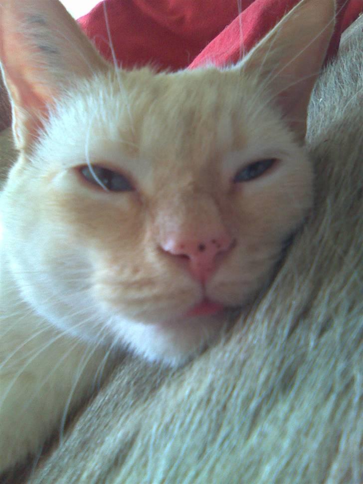 Huskat bino - bino der ligger og slapper af billede 4