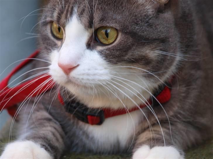 Huskat lille tøsen - velkommen læg en bedømmelse billede 1