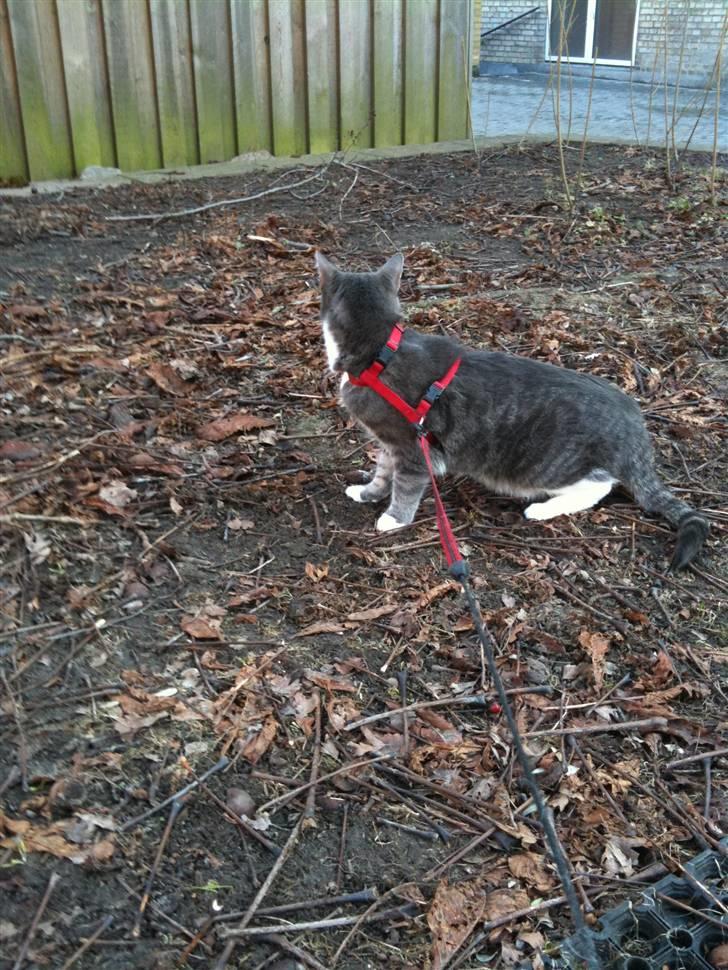 Huskat lille tøsen - lille tøsen billede 2