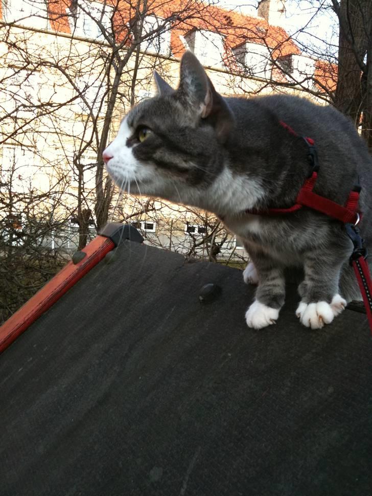 Huskat lille tøsen billede 3