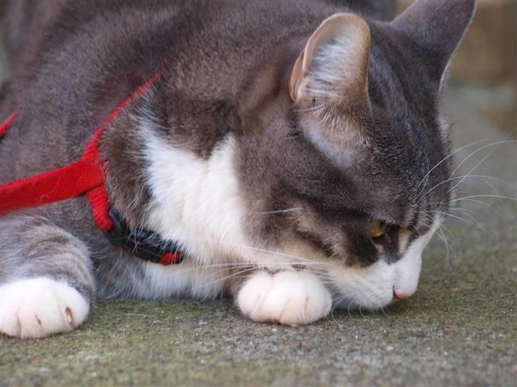 Huskat lille tøsen billede 4