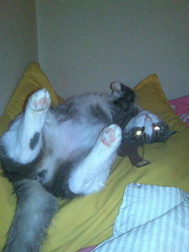 Huskat lille tøsen billede 5