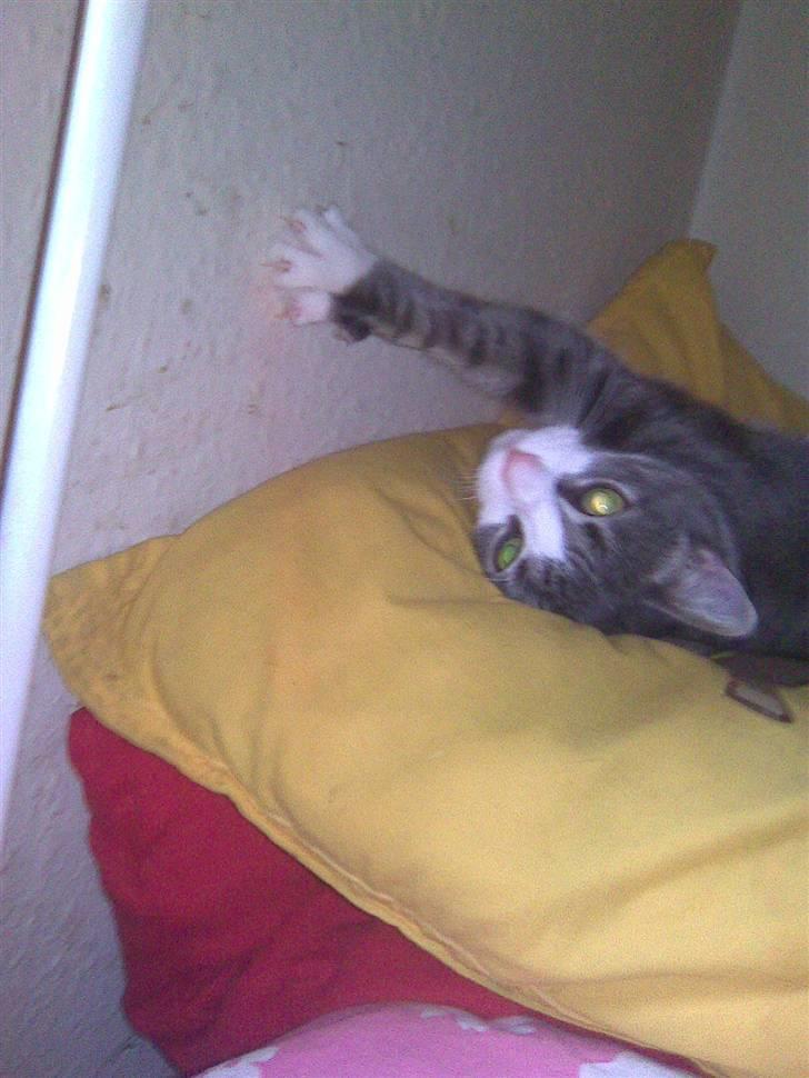 Huskat lille tøsen billede 6