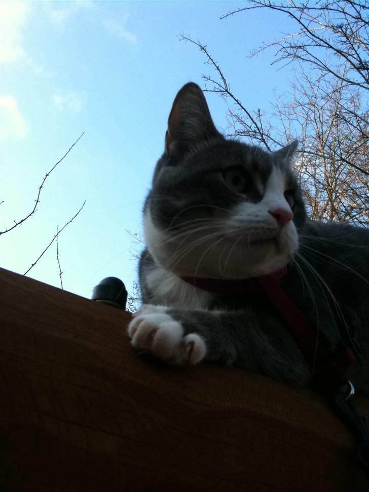 Huskat lille tøsen billede 7