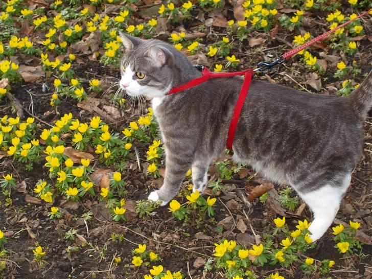 Huskat lille tøsen billede 8