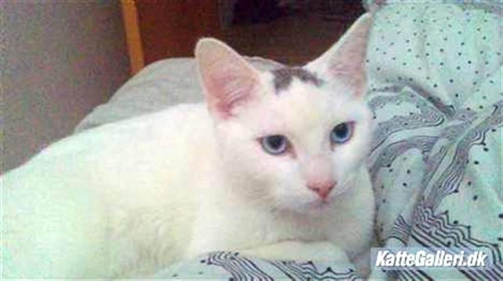 Huskat Noob - Mors skat <3 billede 10