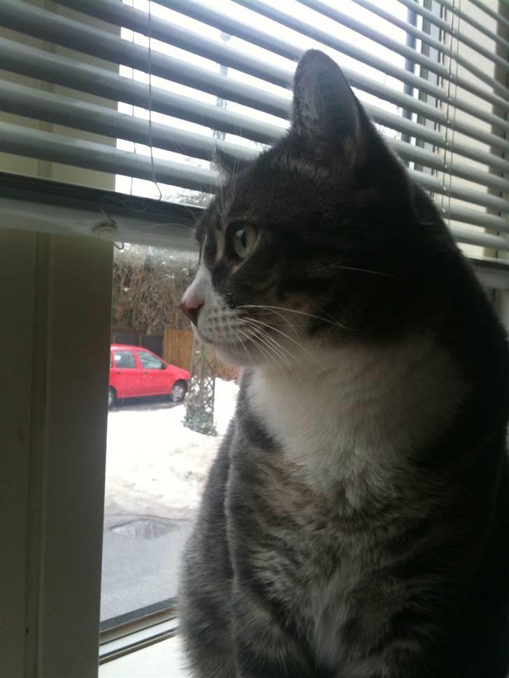 Huskat fuzzy billede 2