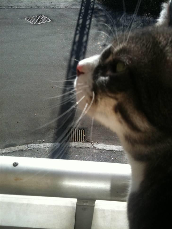 Huskat fuzzy billede 3