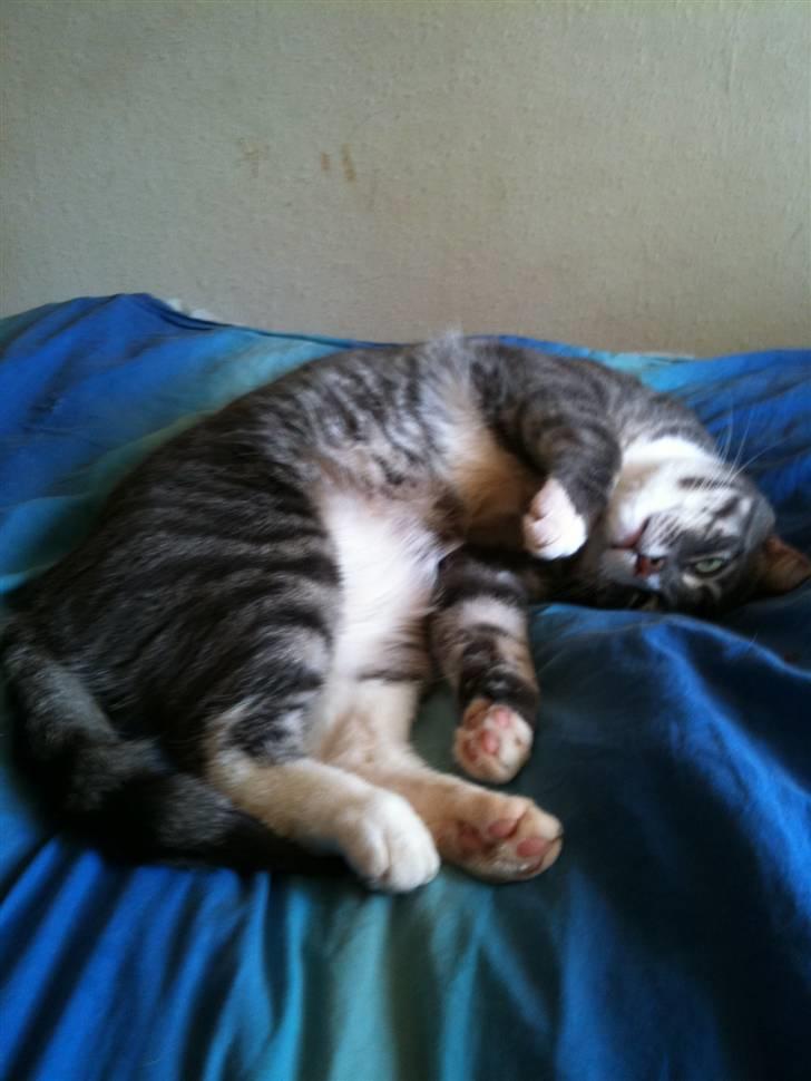 Huskat fuzzy billede 4