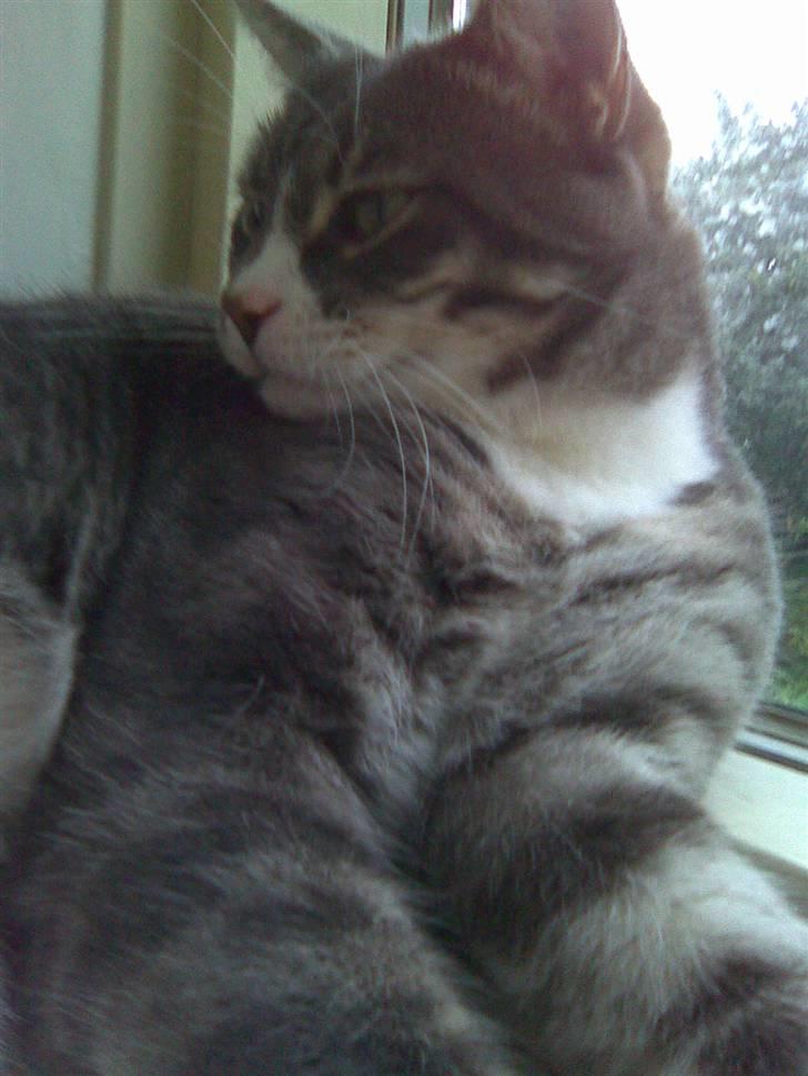 Huskat fuzzy billede 6