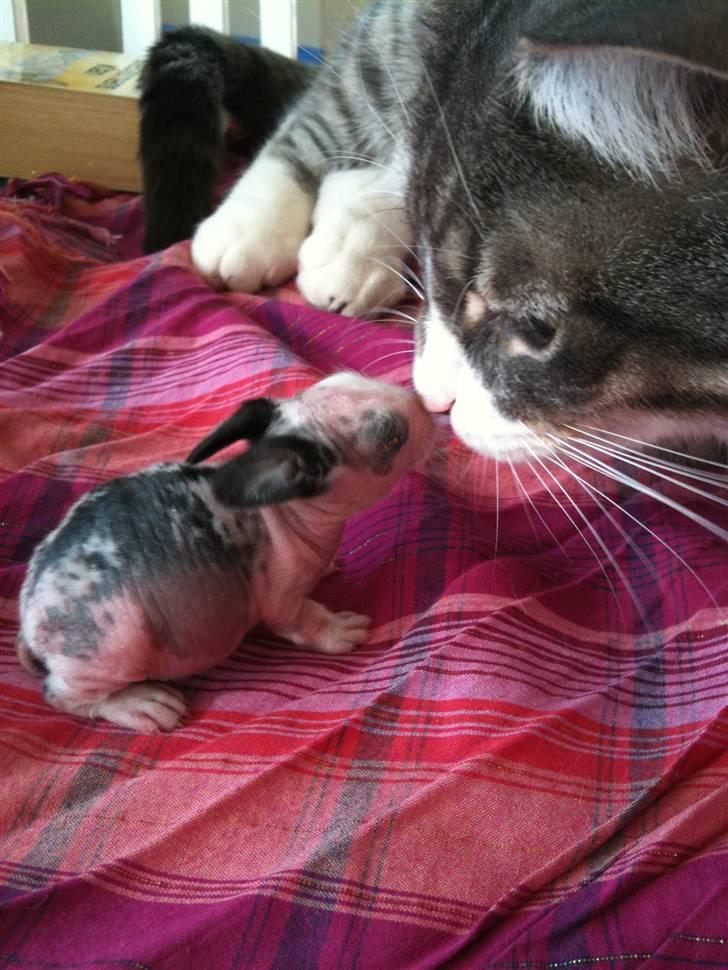 Huskat fuzzy - når hvor er den sød billede 7