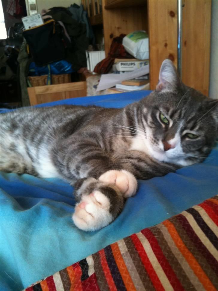 Huskat fuzzy billede 8