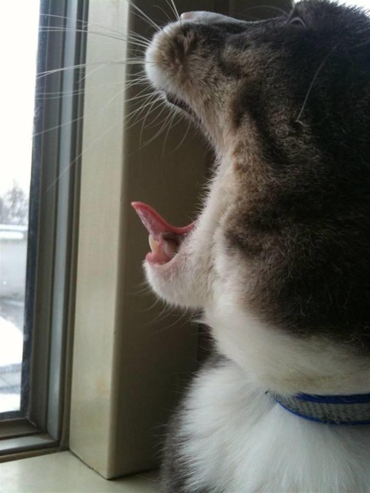 Huskat fuzzy billede 9