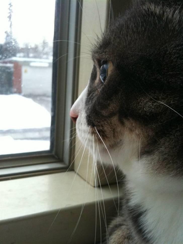 Huskat fuzzy billede 10