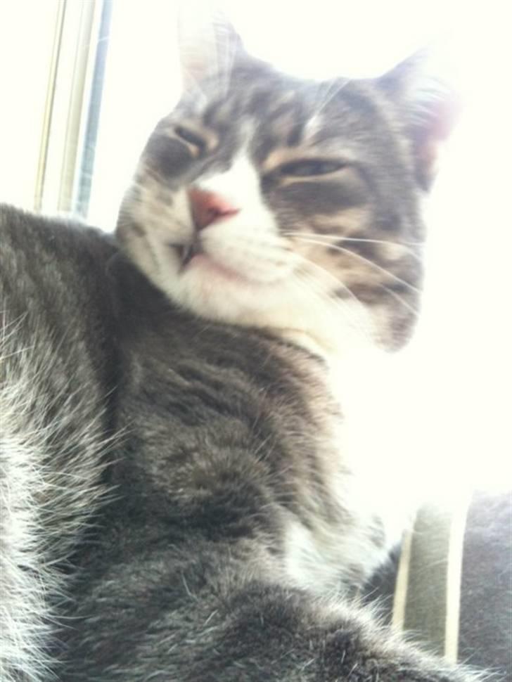 Huskat fuzzy - fuzzy der nyser billede 11