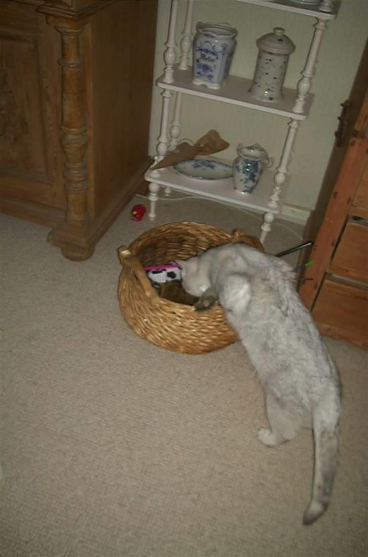 British Shorthair Bakus/Billie billede 11